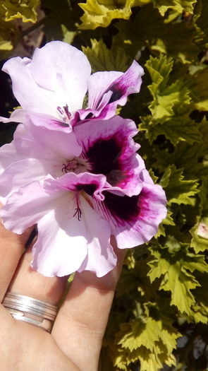 20160708_152801 - Muscate si alte plante