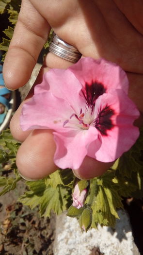 20160708_152807 - Muscate si alte plante