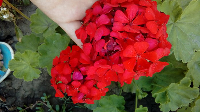 20160708_152819 - Muscate si alte plante