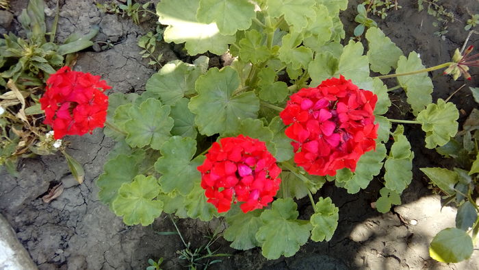 20160708_152829 - Muscate si alte plante