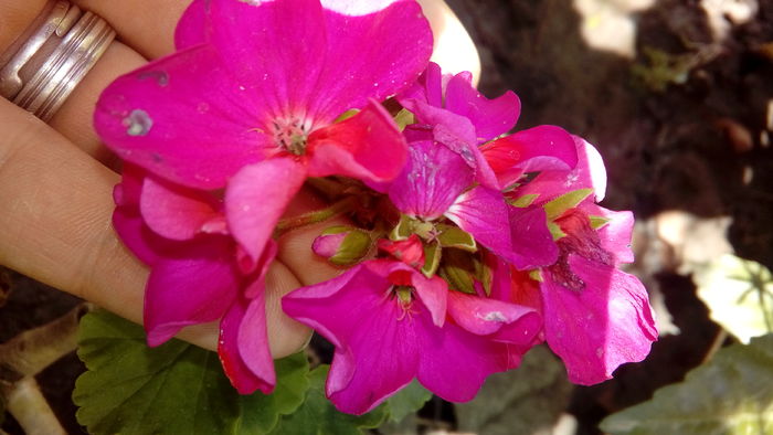 20160708_152903 - Muscate si alte plante