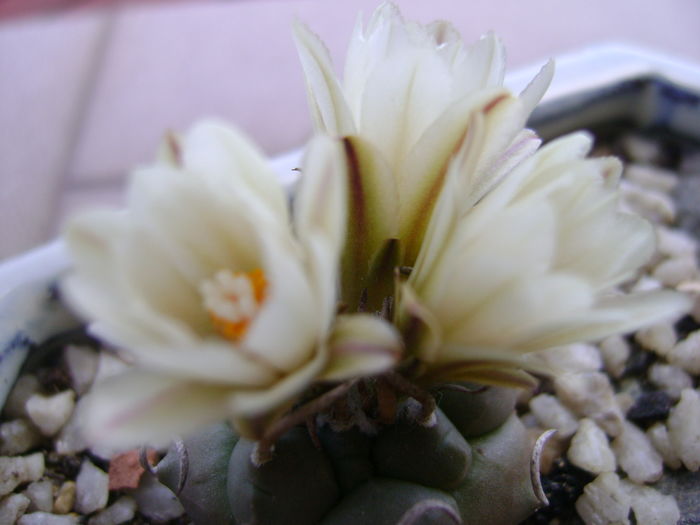 Turbinicarpus macrochele v. screvispinum