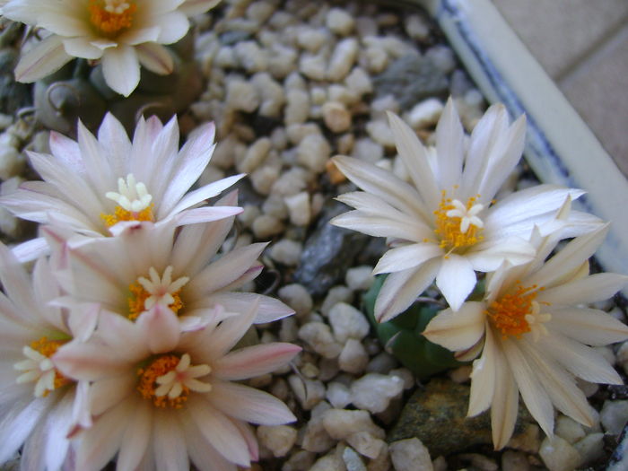 Grup de 6 Turbinicarpus; T. graminispinus
T. klinkerianus
T. schwarzii v. rubriflorus
T. pachystele
T. macrochele v. screvispinum 
T. macrochele v. kupcakii
