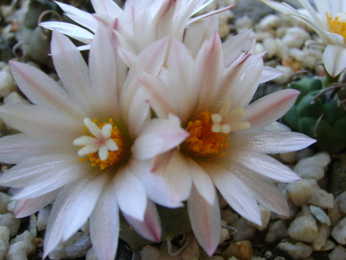 Grup de 6 Turbinicarpus - Cactusi 2016