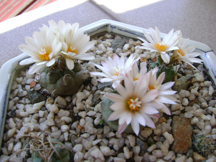Grup de 6 Turbinicarpus - Cactusi 2016