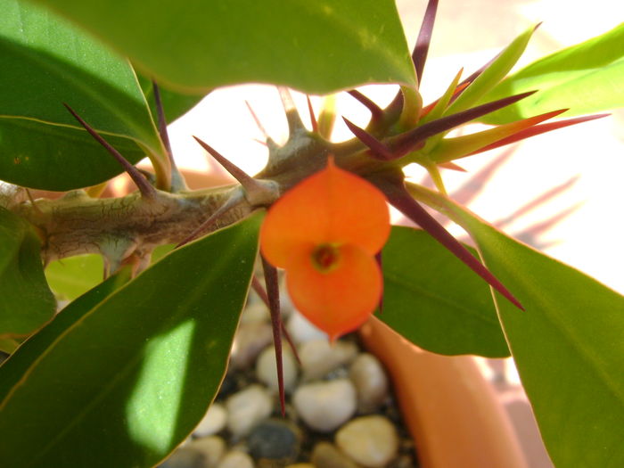 Euphorbia millii - Suculente 2016