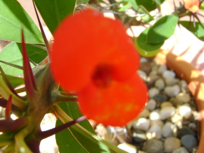 Euphorbia millii - Suculente 2016