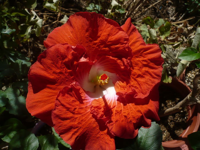 P1280059 - HIBISCUSI 2016-3