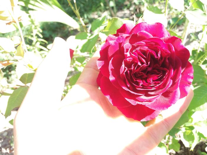 floarea acestui trandafir e perfecta - Munstead Wood