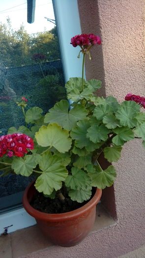 20160708_192155 - Muscate si alte plante