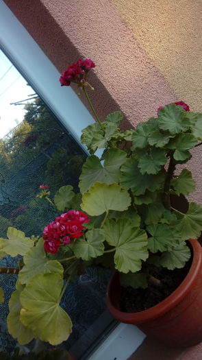 20160708_192149 - Muscate si alte plante