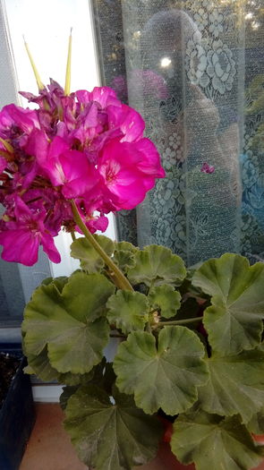 20160708_192158 - Muscate si alte plante