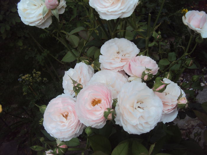 DSC05380 - Gartentraume