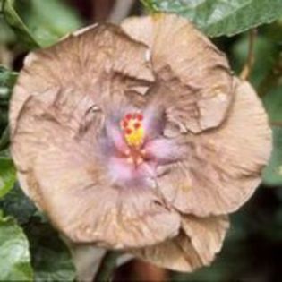 wallflower - Hibiscusi din colectie