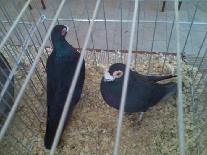 CARANCULATI NEGRU