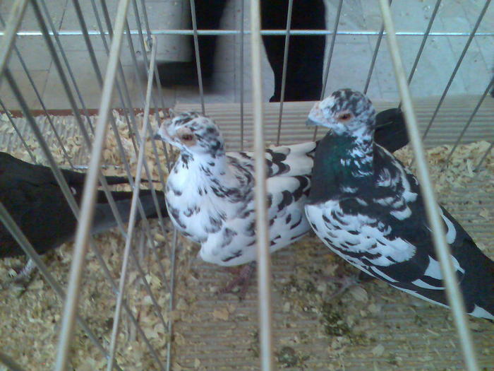 CARANCULATI PESTRITI
