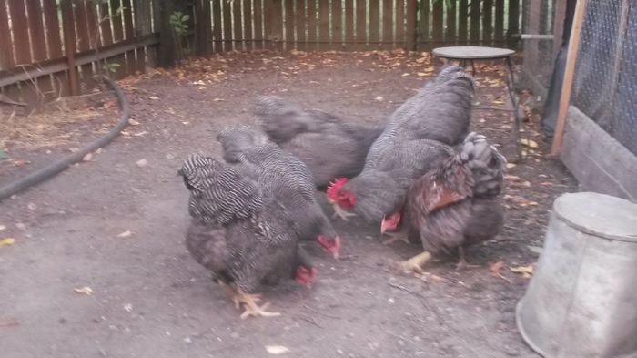 20160708; 3 1. O gainusa este wyandotte auriu albastru.
