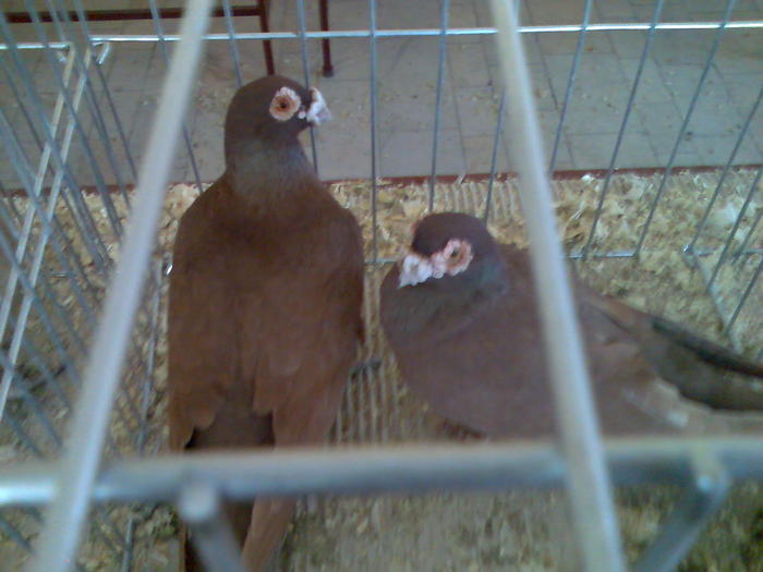 CARANCULATI ROSU