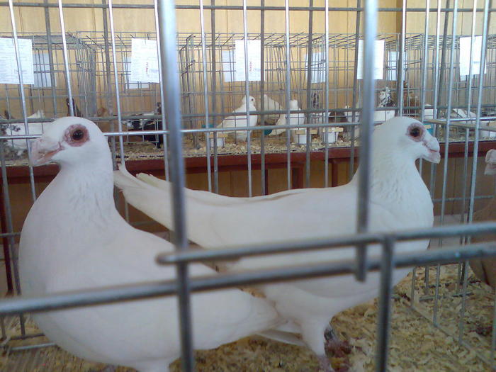 CARANCULATI ALBI