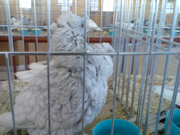 SATINETI