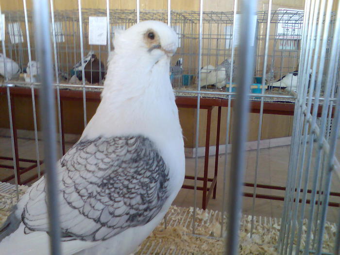 SATINETI