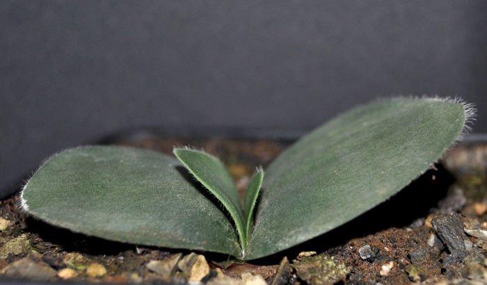 Haemanthus albiflos - Haemanthus albiflos