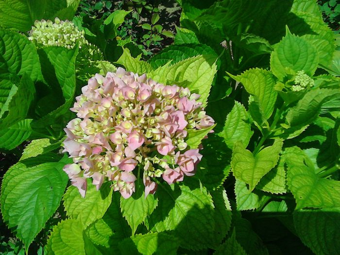 IMG_20160708_121925 - Alte flori
