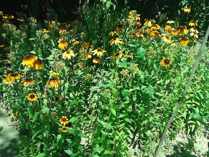 IMG_20160708_122206 - Alte flori