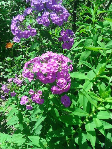 IMG_20160708_121938 - Alte flori