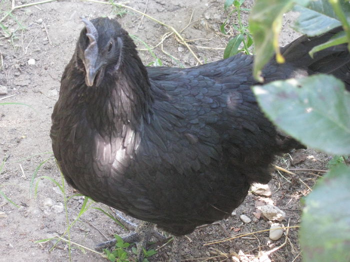 08.07.2016 002 - Ayam Cemani