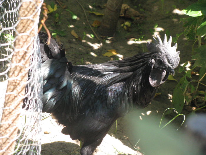 08.07.2016 003 - Ayam Cemani