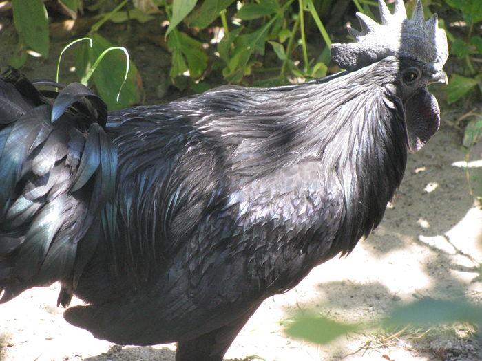 08.07.2016 004 - Ayam Cemani