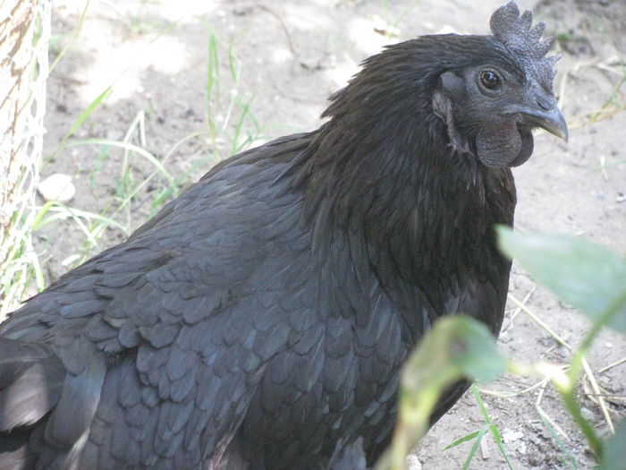 08.07.2016 005 - Ayam Cemani