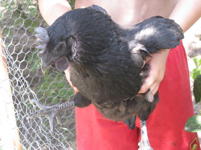 08.07.2016 008 - Ayam Cemani