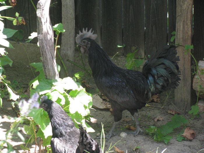 08.07.2016 009 - Ayam Cemani