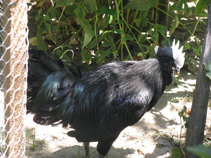 08.07.2016 010 - Ayam Cemani