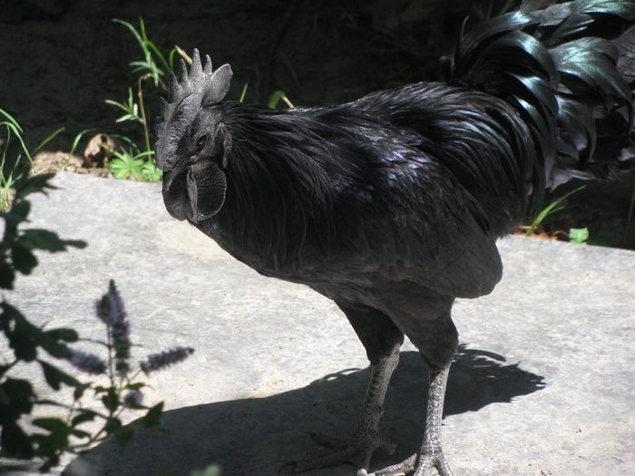 08.07.2016 012 - Ayam Cemani