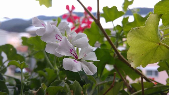 received_1082072098542327