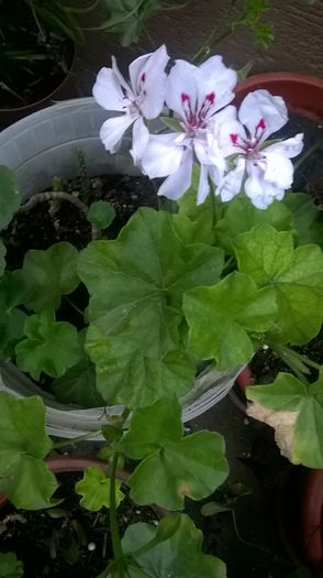 WP_20160708_20_31_30_Pro