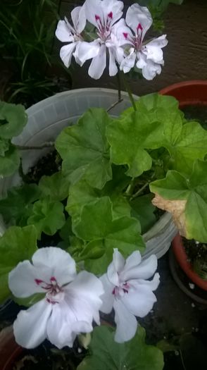 WP_20160708_20_32_09_Pro