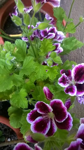 WP_20160703_12_28_04_Pro