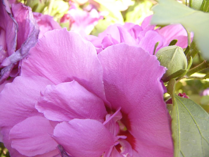 Hibiscus Syriacus Duc de Brabant - ANUL 2016 FLORI VIII