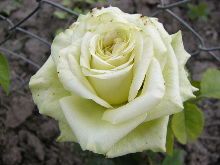 Rosa din Bulgaria