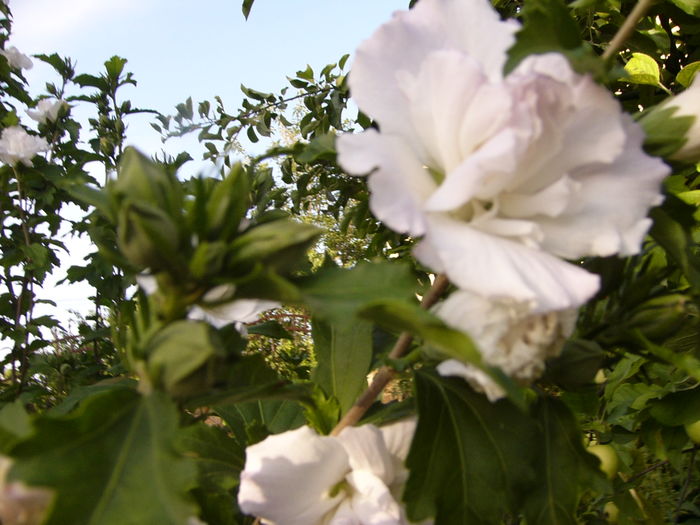 Hibiscus Syriacus Jeanne D,arc - ANUL 2016 FLORI VIII