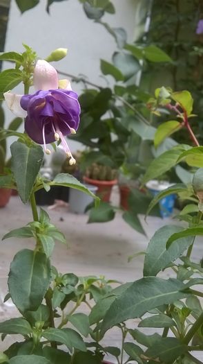 WP_20160707_11_57_28_Pro