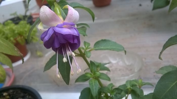 WP_20160707_11_57_34_Pro