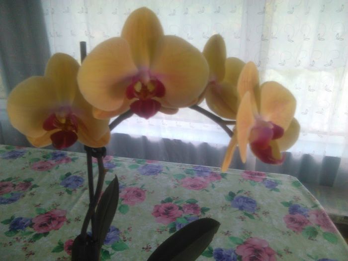 IMG_20160706_193931 - orhidee