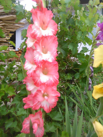 IMG_20160705_101258 (1) - gladiole