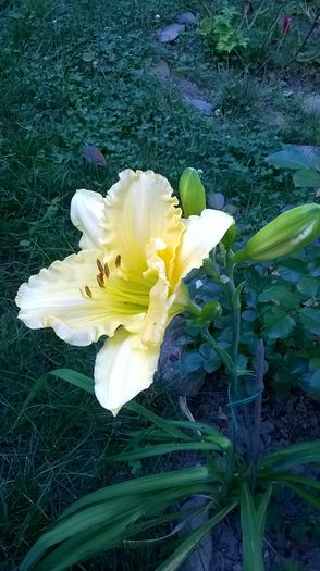 WP_20160706_017 - 2016 Hemerocallis