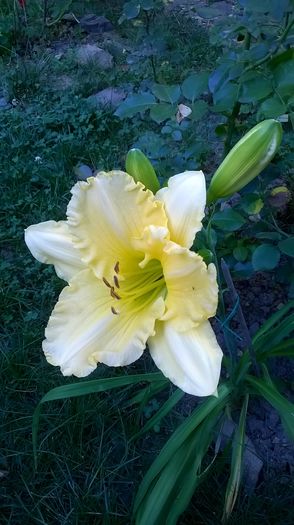 Ice Carnival - 2016 Hemerocallis